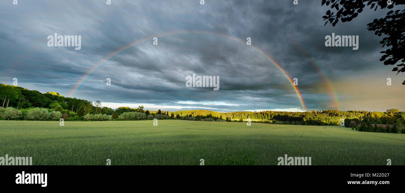 Rainbow over a field of wheat with a forest in the background Stock Photo