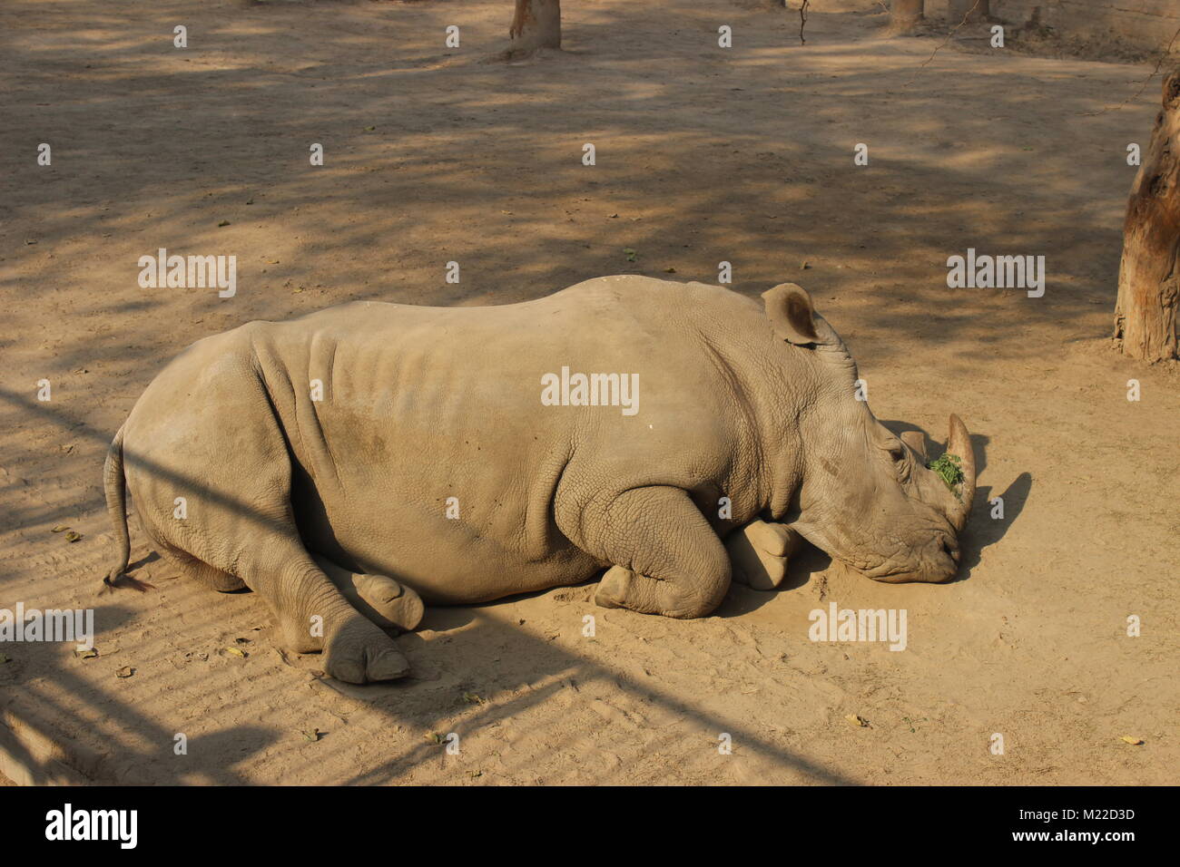 Rhinoceros Laying On Ground With A Bunch Of Leaves And Herbs In The Sun. Stock Photo