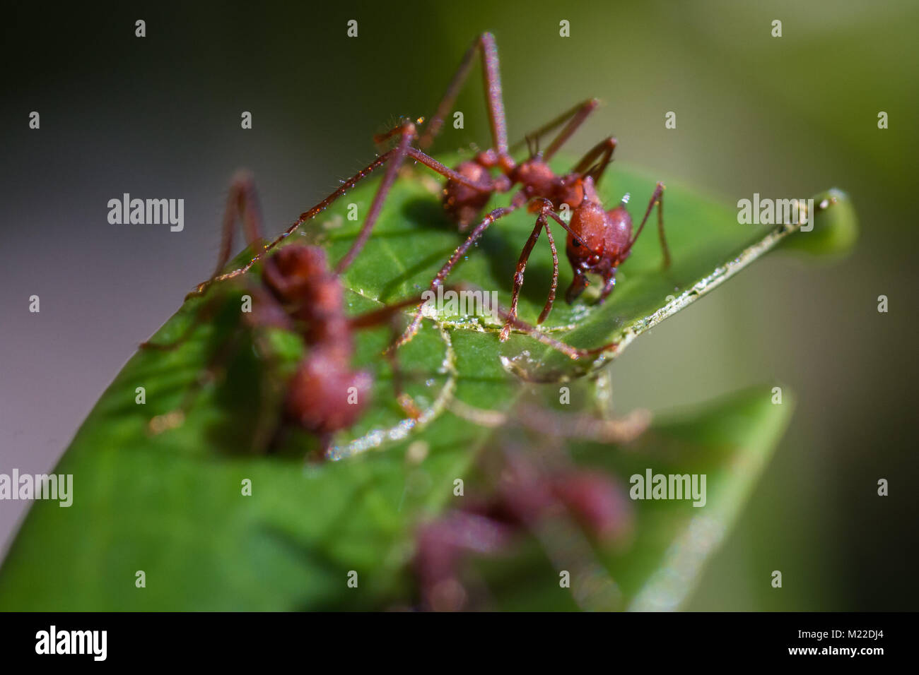 Leaf cutter ants stripping down a decorative plant in the Costa Rican rainforest Stock Photo