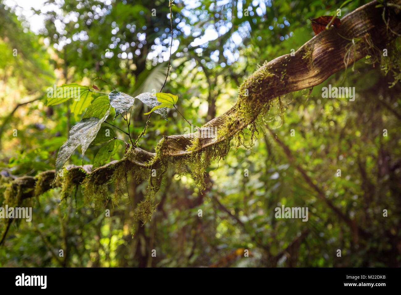 Amazon rainforest canopy fern hi-res stock photography and images - Alamy