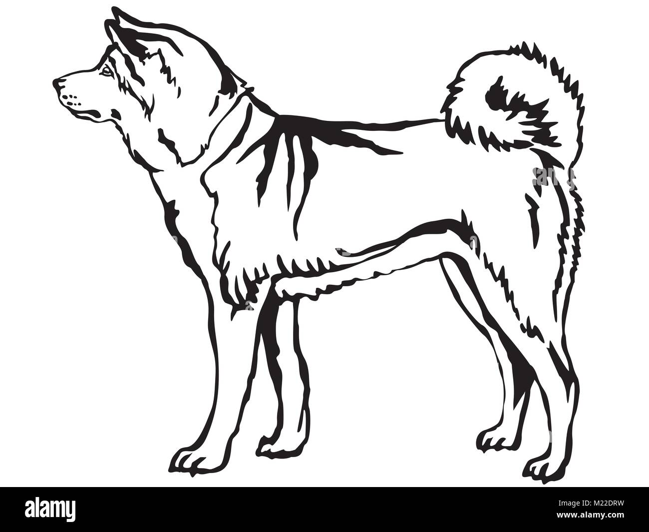 Decorative portrait of standing in profile Akita Inu, vector isolated illustration in black color on white background Stock Vector