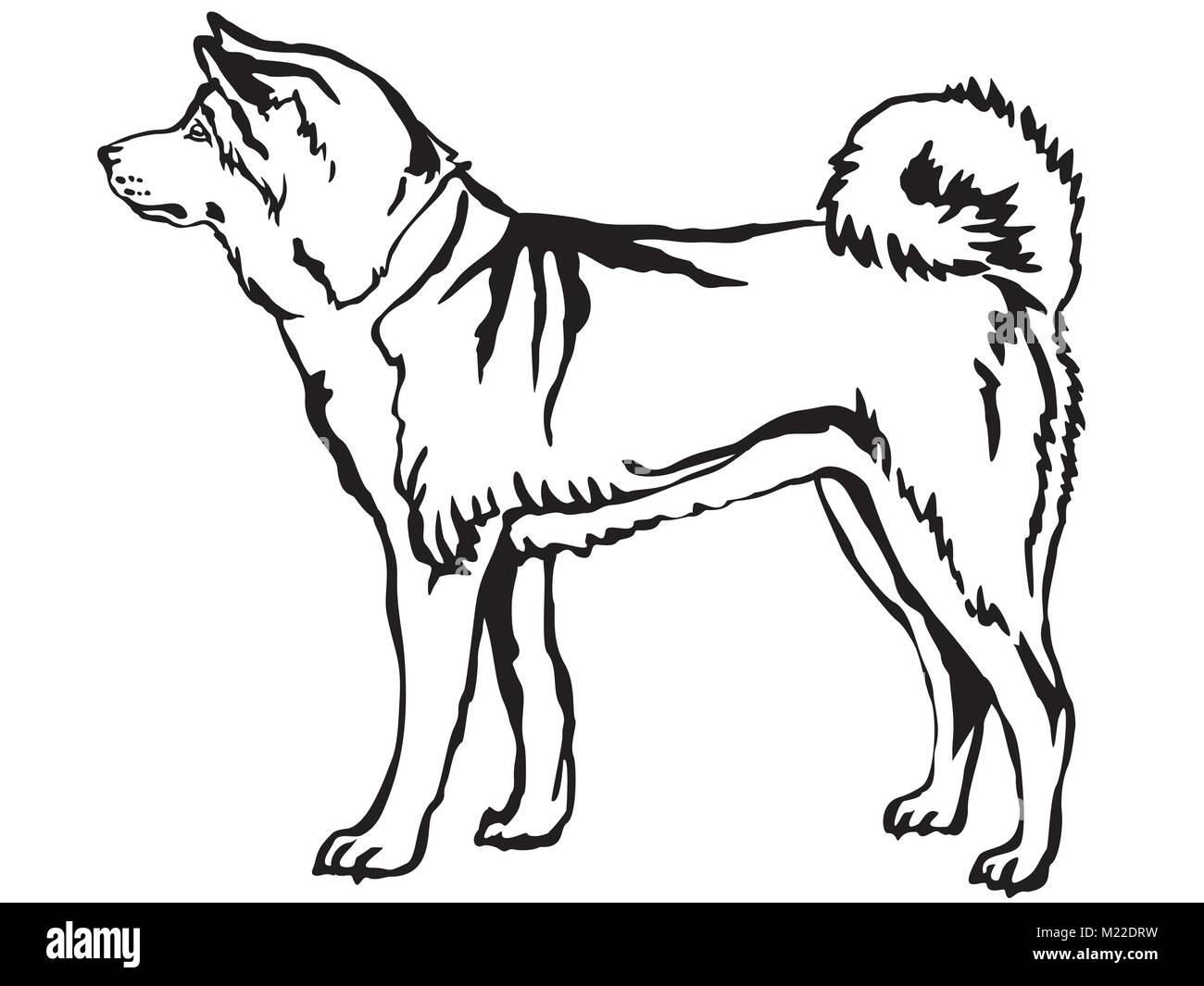 Akita vector Black and White Stock Photos \u0026 Images - Alamy, image size:1300x1065