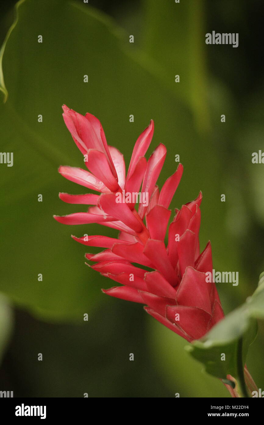 Bromelia flower Stock Photo