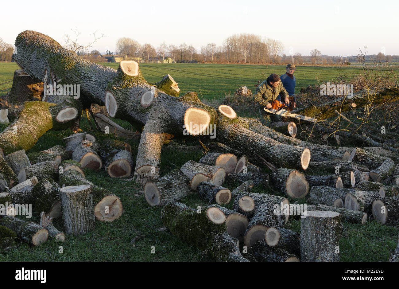 Slaughtering an oak, cutting branches, north Mayenne (Mayenne department, Pays de la Loire, France). Stock Photo