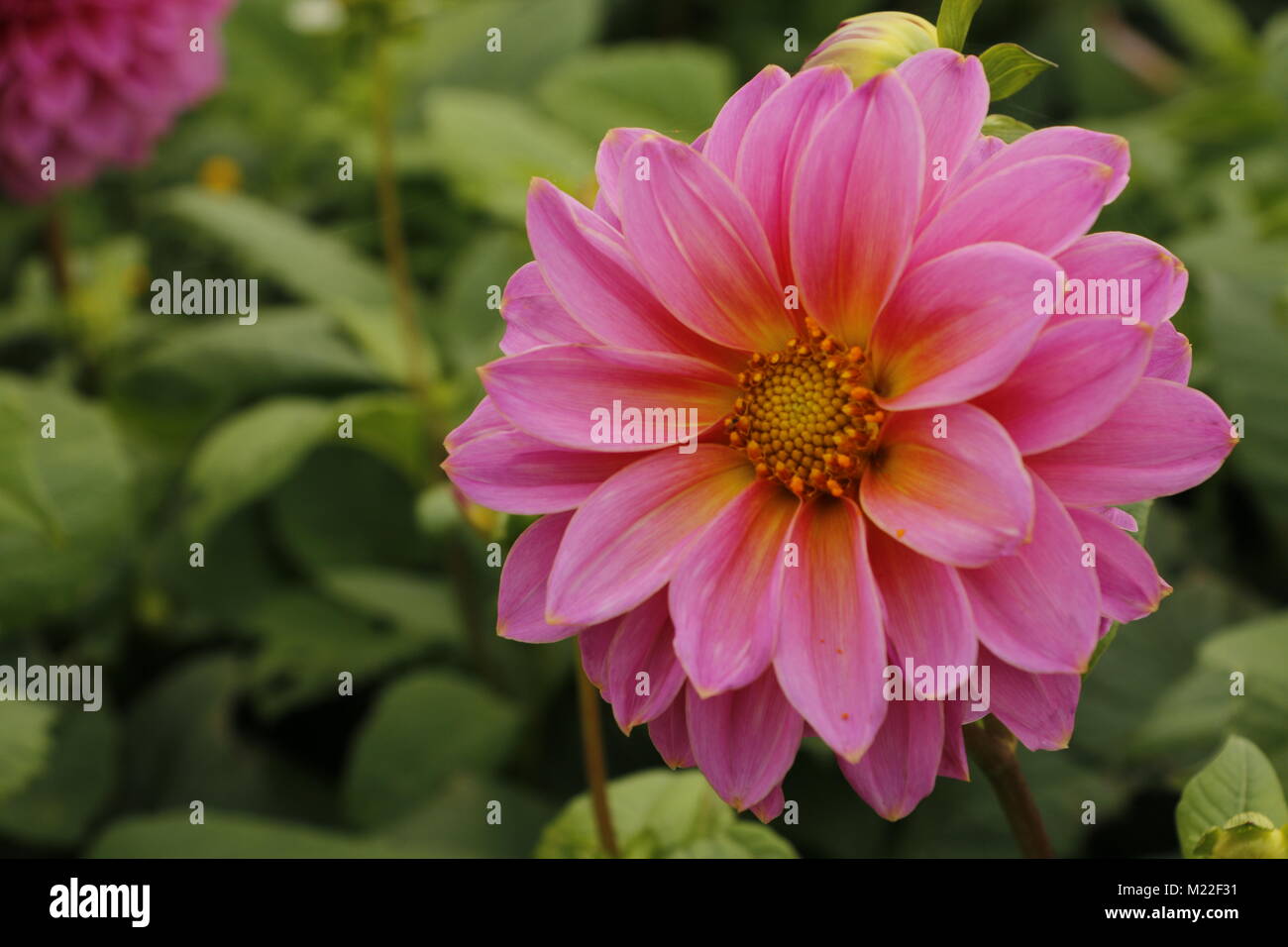 Dahlia summer flowers Stock Photo Alamy