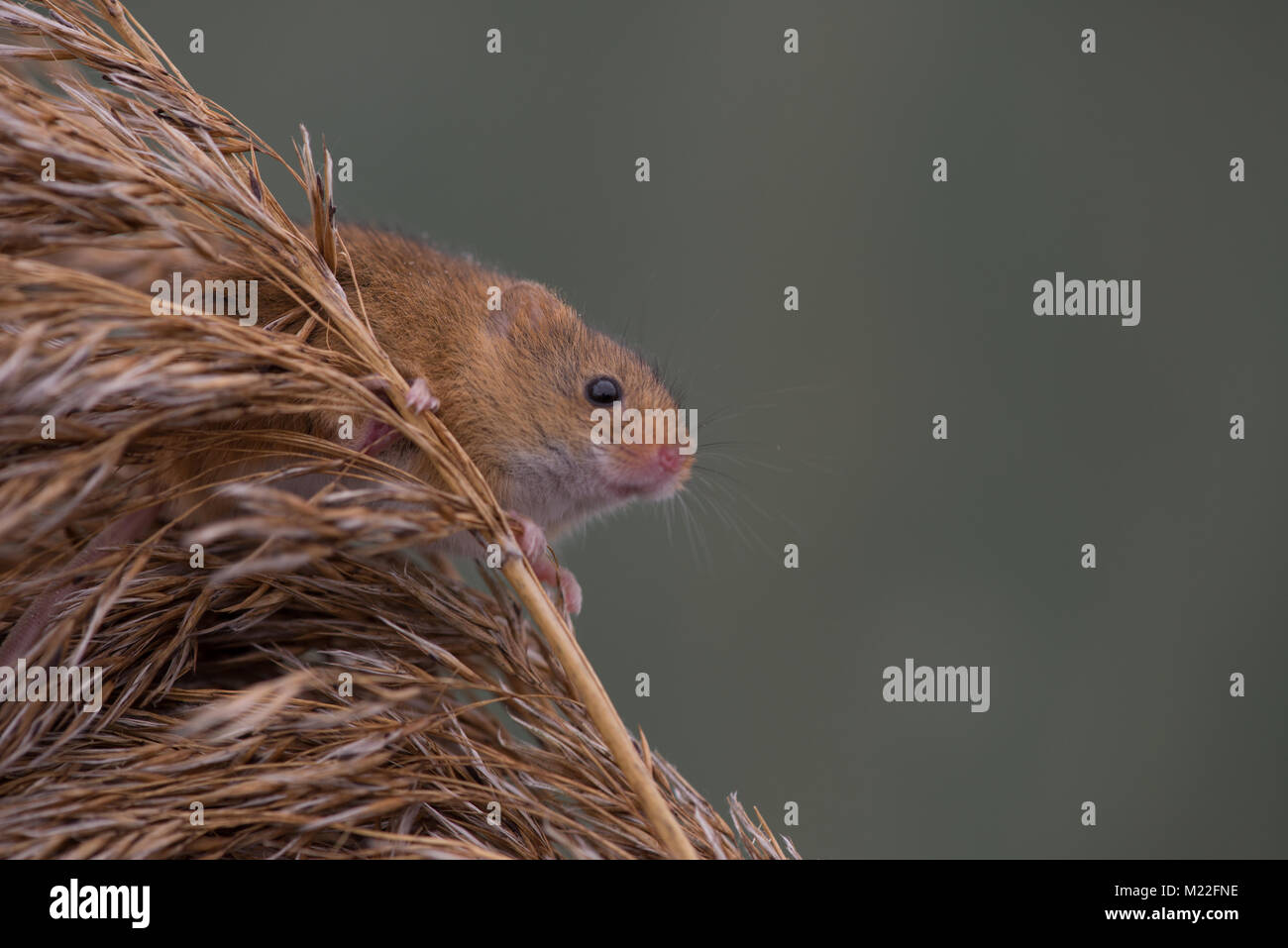 Harvest Mouse in grass and reeds Stock Photo Alamy