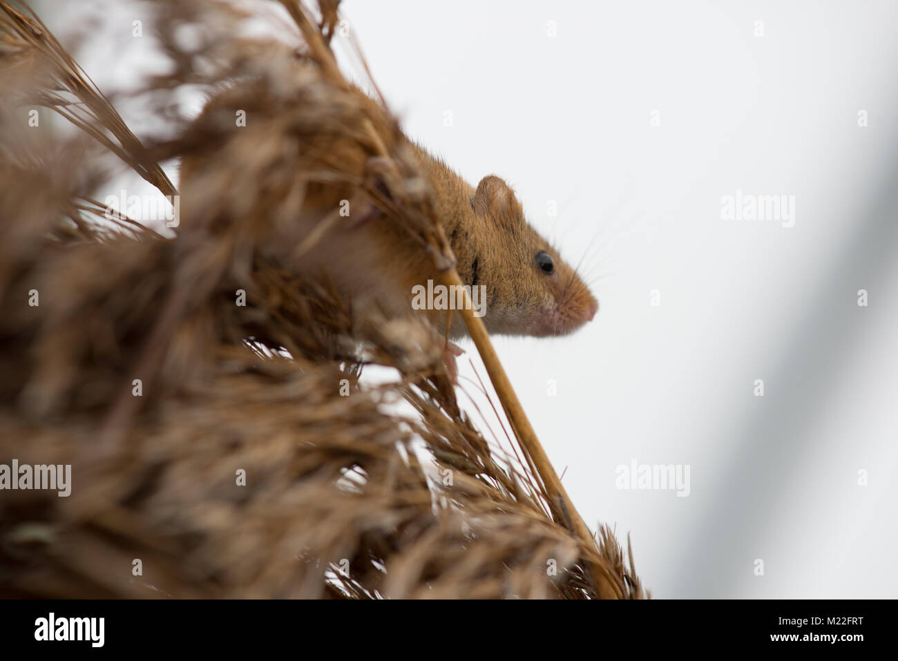 Harvest Mouse in grass and reeds Stock Photo Alamy