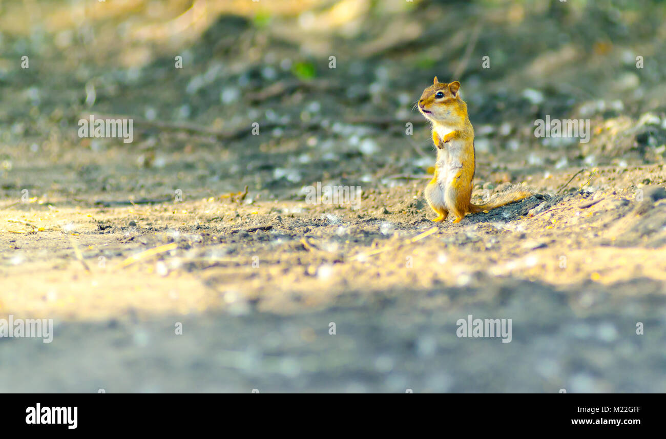 An eastern chipmunk (Tamias striatus), with a mouth full of berries, stands still in an attempt not to be noticed Stock Photo