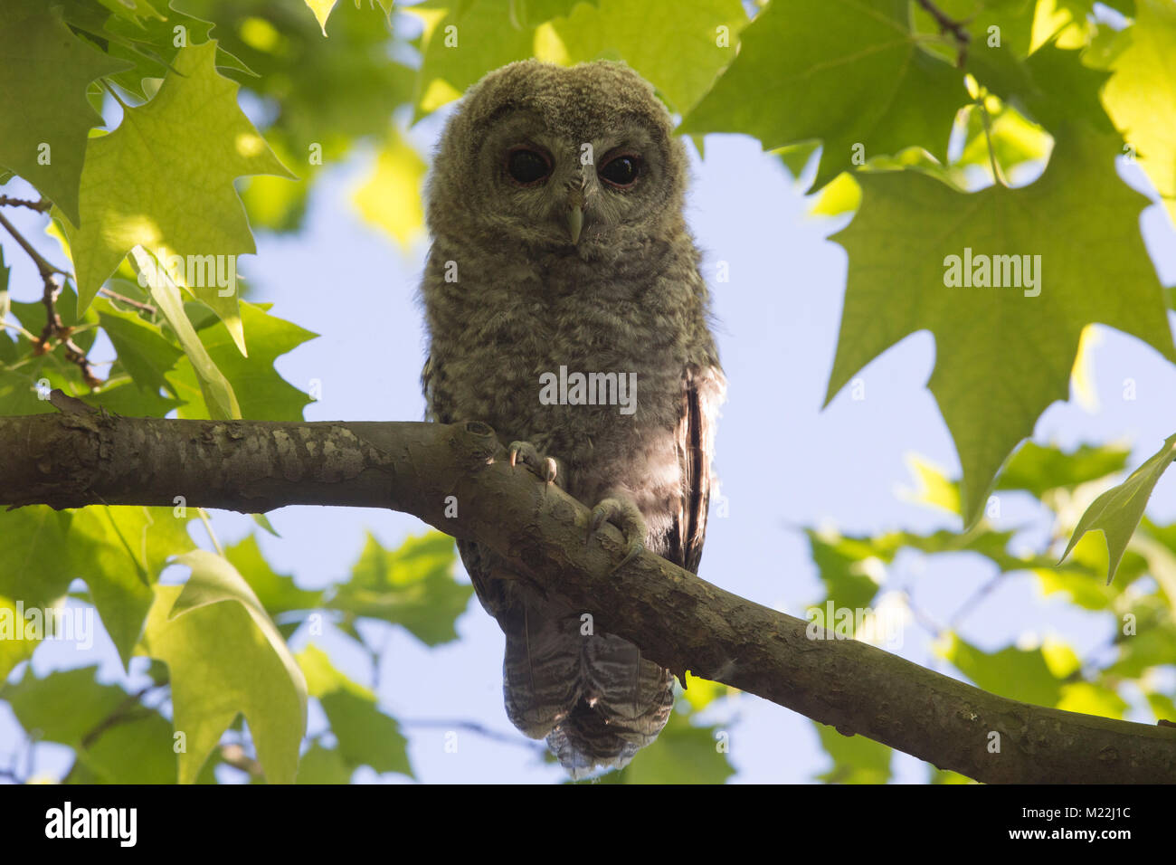 Tawny owl (Strix aluco) juvenile perched in branch Stock Photo