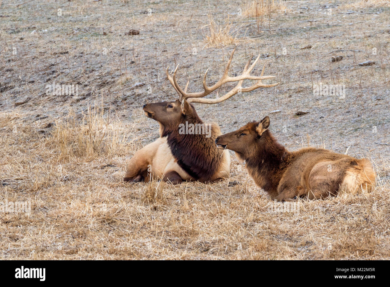 A couple of elk, or wapiti (Cervus canadensis) resting in prairie, Neal Smith National Wildlife Refuge, Iowa, USA. Stock Photo