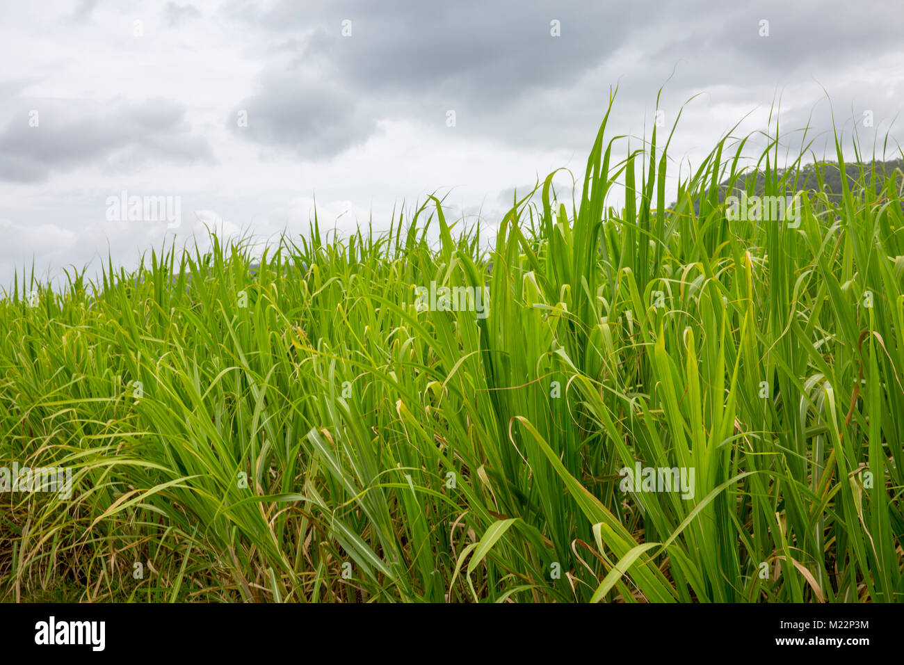 Sugar Cane plants growing in Daintree national park, Far North