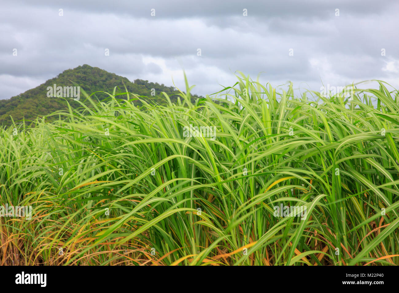 Sugar Cane plants growing in Daintree national park, Far North
