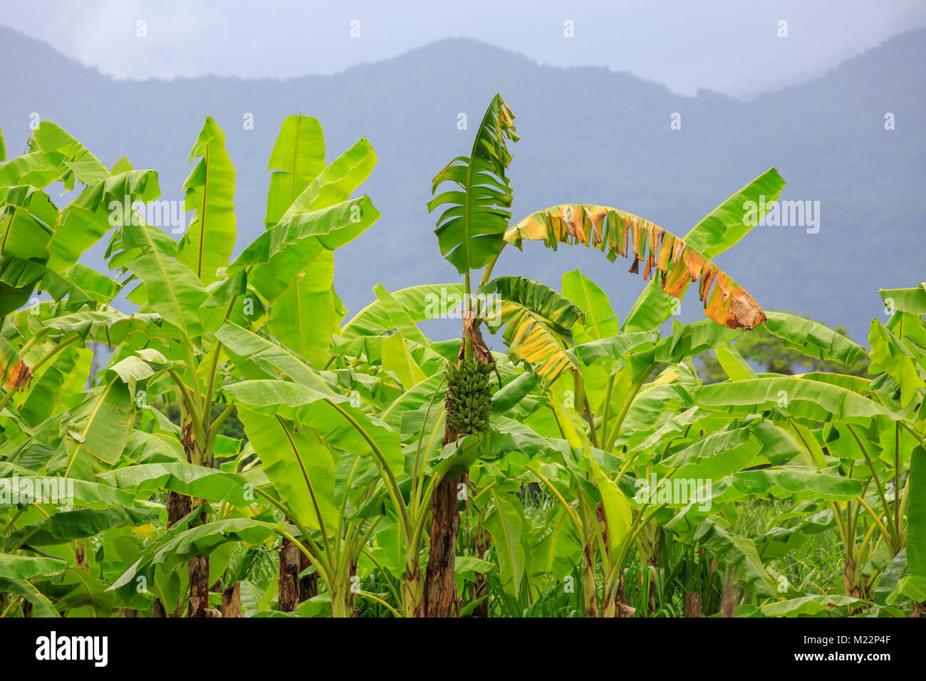 Banana plants growing in Far North Queensland,Australia Stock Photo Alamy