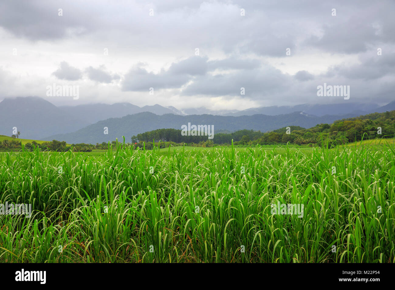 Sugar Cane plants growing in Daintree national park, Far North Queensland,Australia Stock Photo