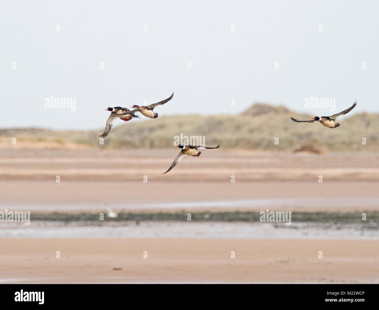 Red-breasted Merganders Mergus serrator flying off Blakeney Point Norfolk winter Stock Photo