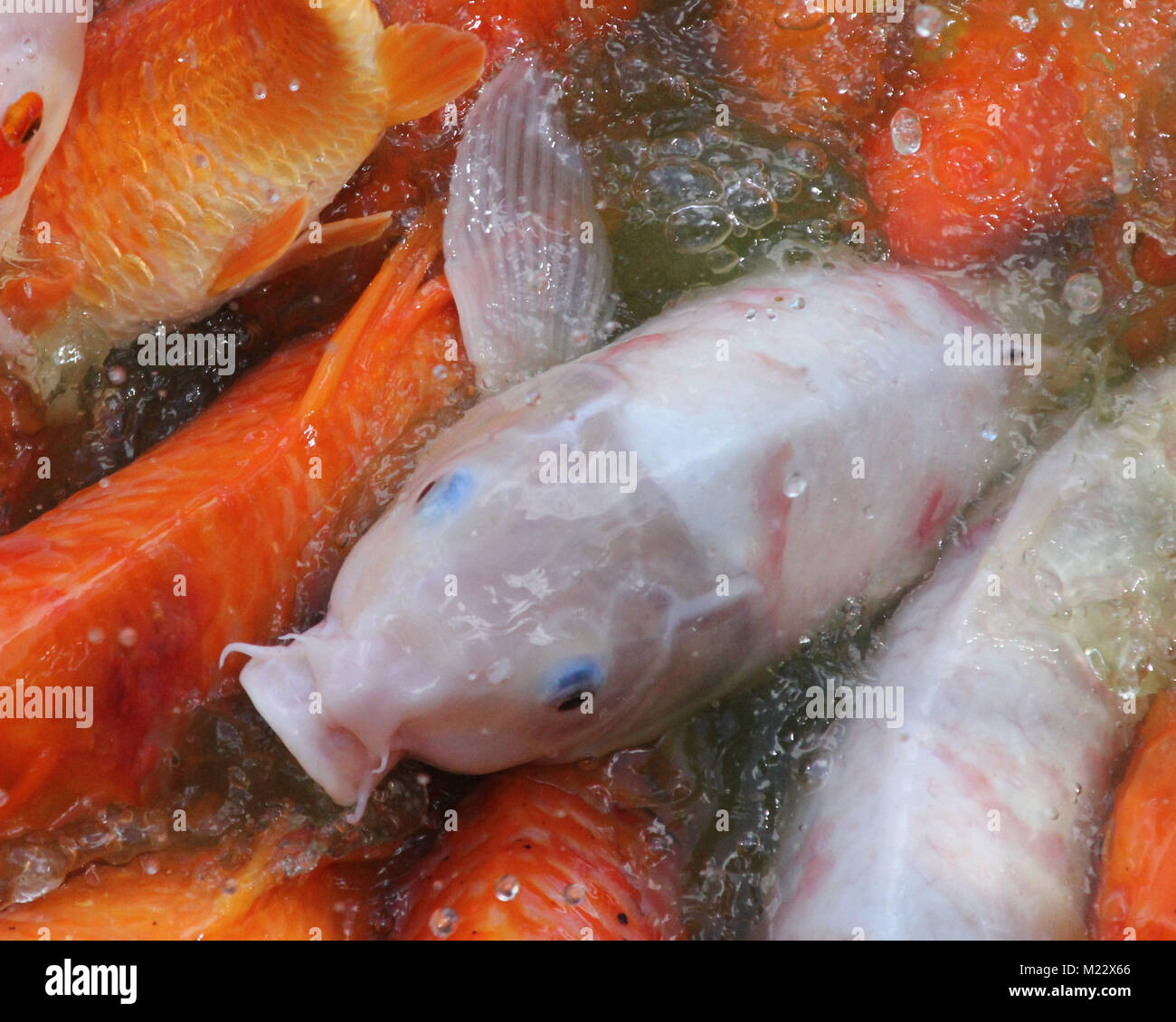 Koi fish on Oahu Hawaii at Dole Plantation Stock Photo