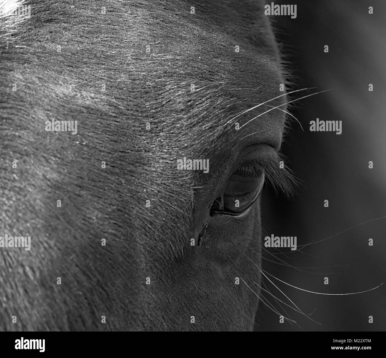 Horse Head Shot Stock Photo