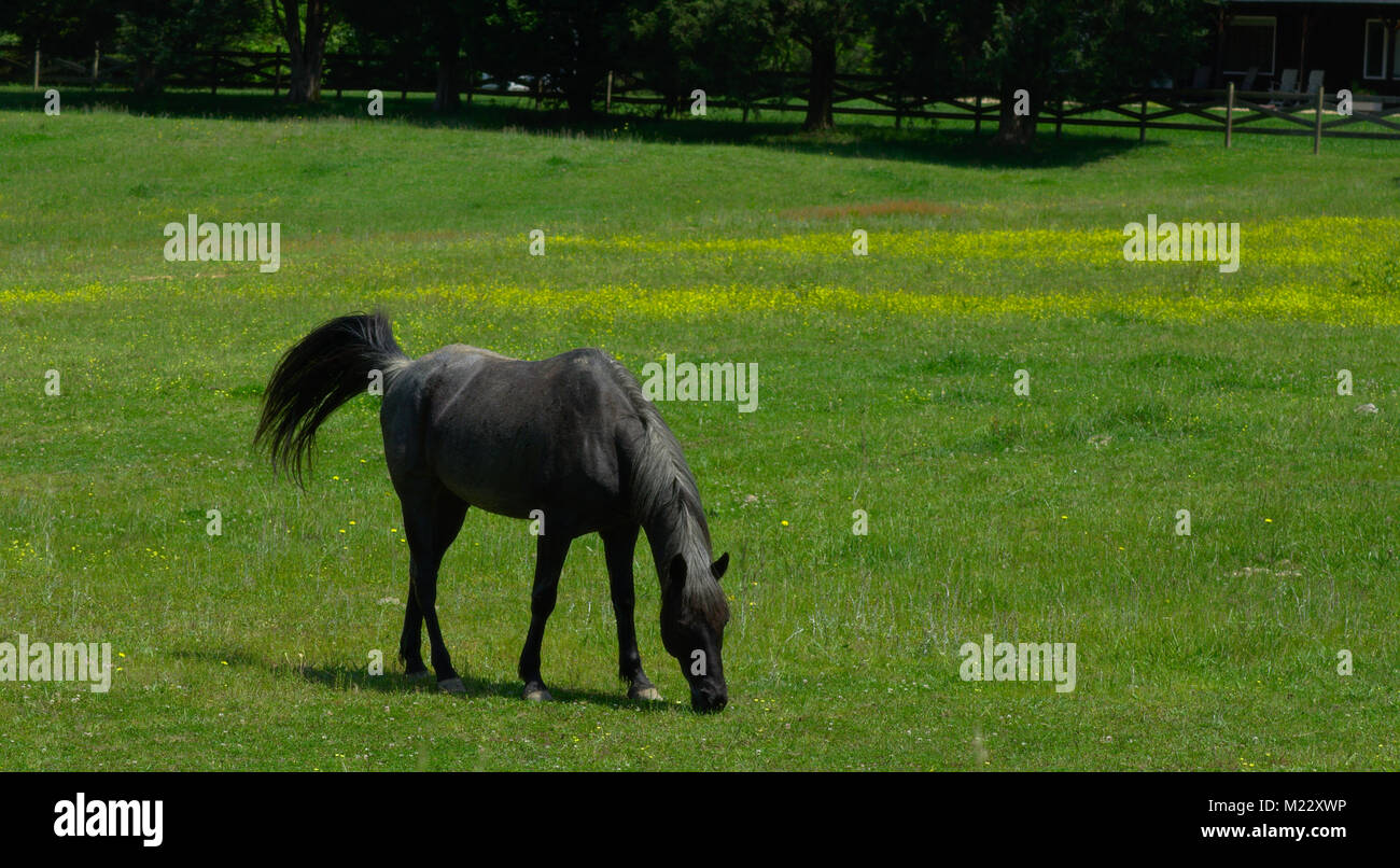 Big four ranch hi-res stock photography and images - Alamy