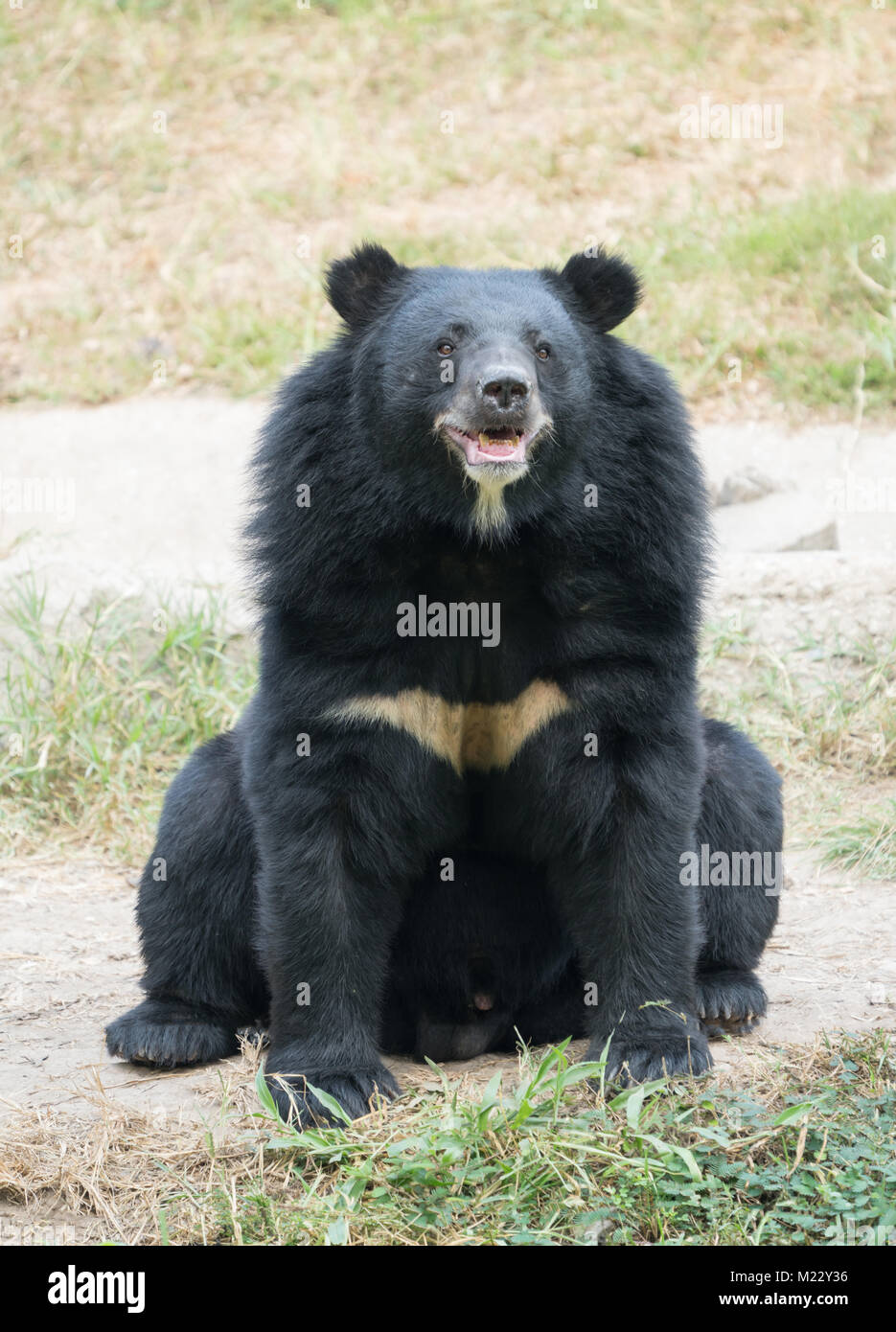 asiatic black bear in zoo Stock Photo
