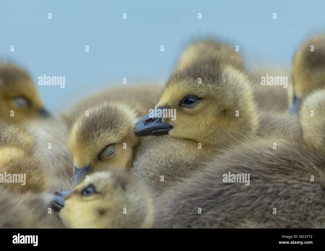 Young Canada Goslings at George C. Reifel Migratory Bird Sanctuary, Ladner, BC, Canada Stock Photo