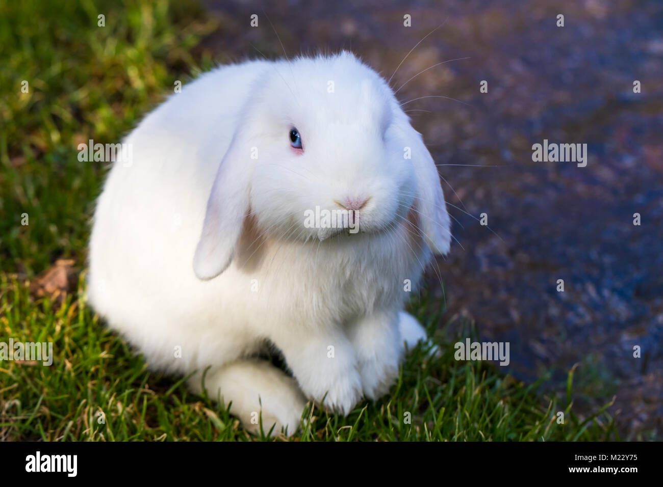 Bunny with blue eyes hi-res stock photography and images - Alamy