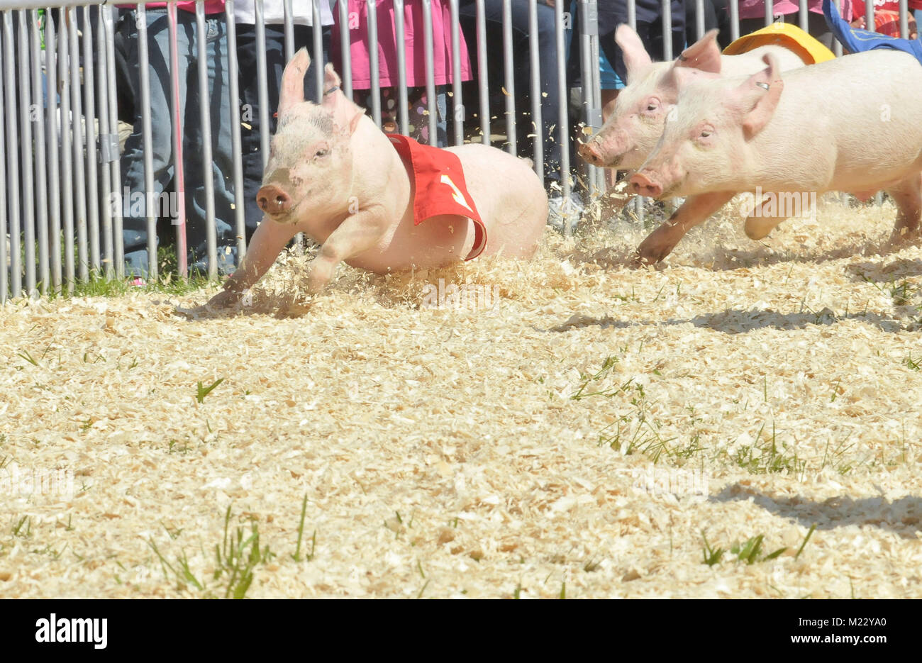 pigs racing at festival Stock Photo - Alamy