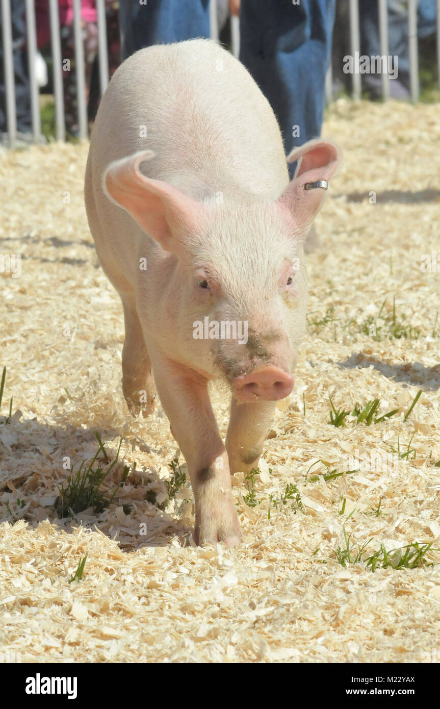 pigs racing at festival Stock Photo - Alamy