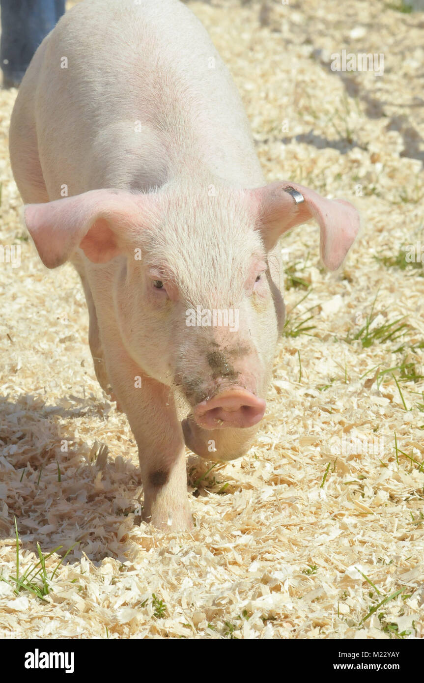 Pig racing hi-res stock photography and images - Alamy