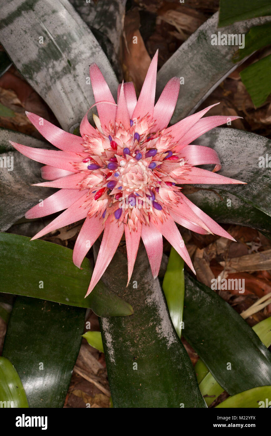 Spectacular large pink flower of bromeliad, Aechmea fasciata cultivar on background of grey / green striped leaves Stock Photo