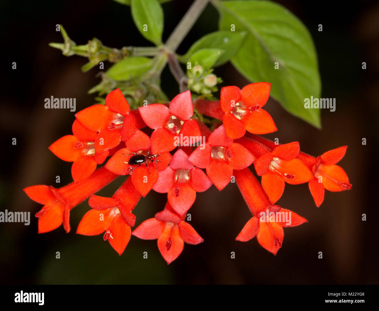 Cluster of vivid red flowers and green leaves of Bouvardia ternifolia 'Siam Sunset', and evergreen shrub,  against dark background Stock Photo