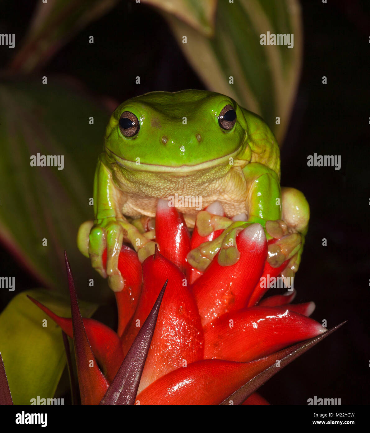 Vivid green Australian tree frog, Litoria caerulea, with wide grin on face, sitting on red flower of bromeliad (Guzmania), against dark background Stock Photo