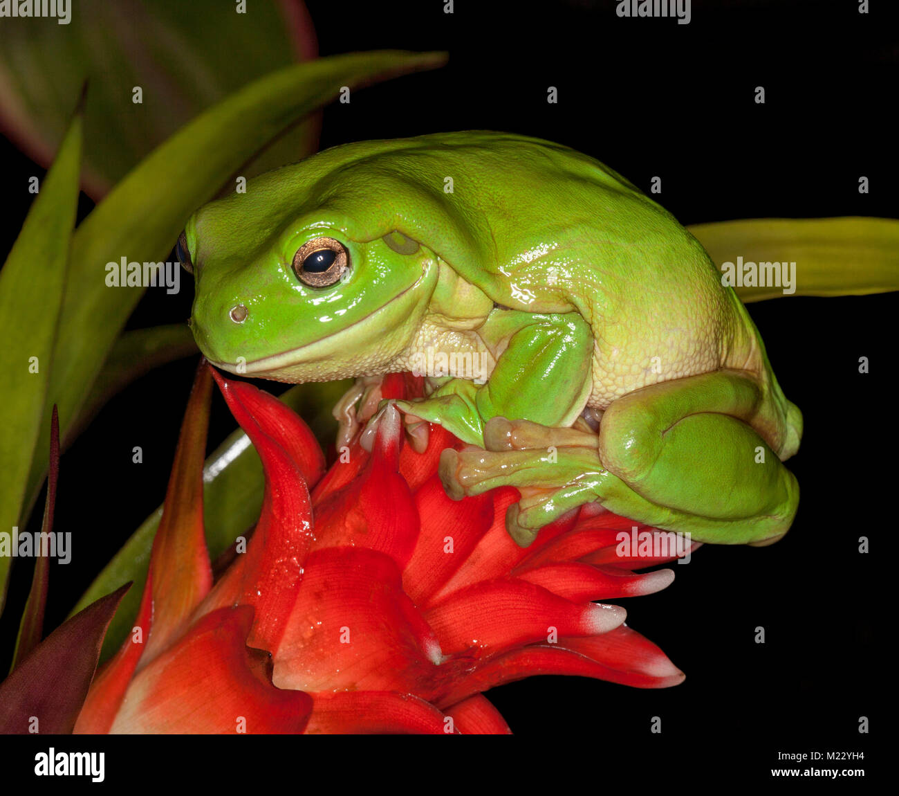 Vivid green Australian tree frog, Litoria caerulea, with wide grin on face, sitting on red flower of bromeliad (Guzmania), against dark background Stock Photo
