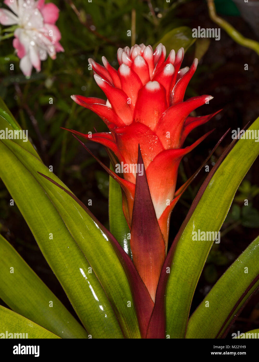 Stunning conical vivid red flower bracts with white tips and green leaves  of Guzmania, a bromeliad, against dark background Stock Photo