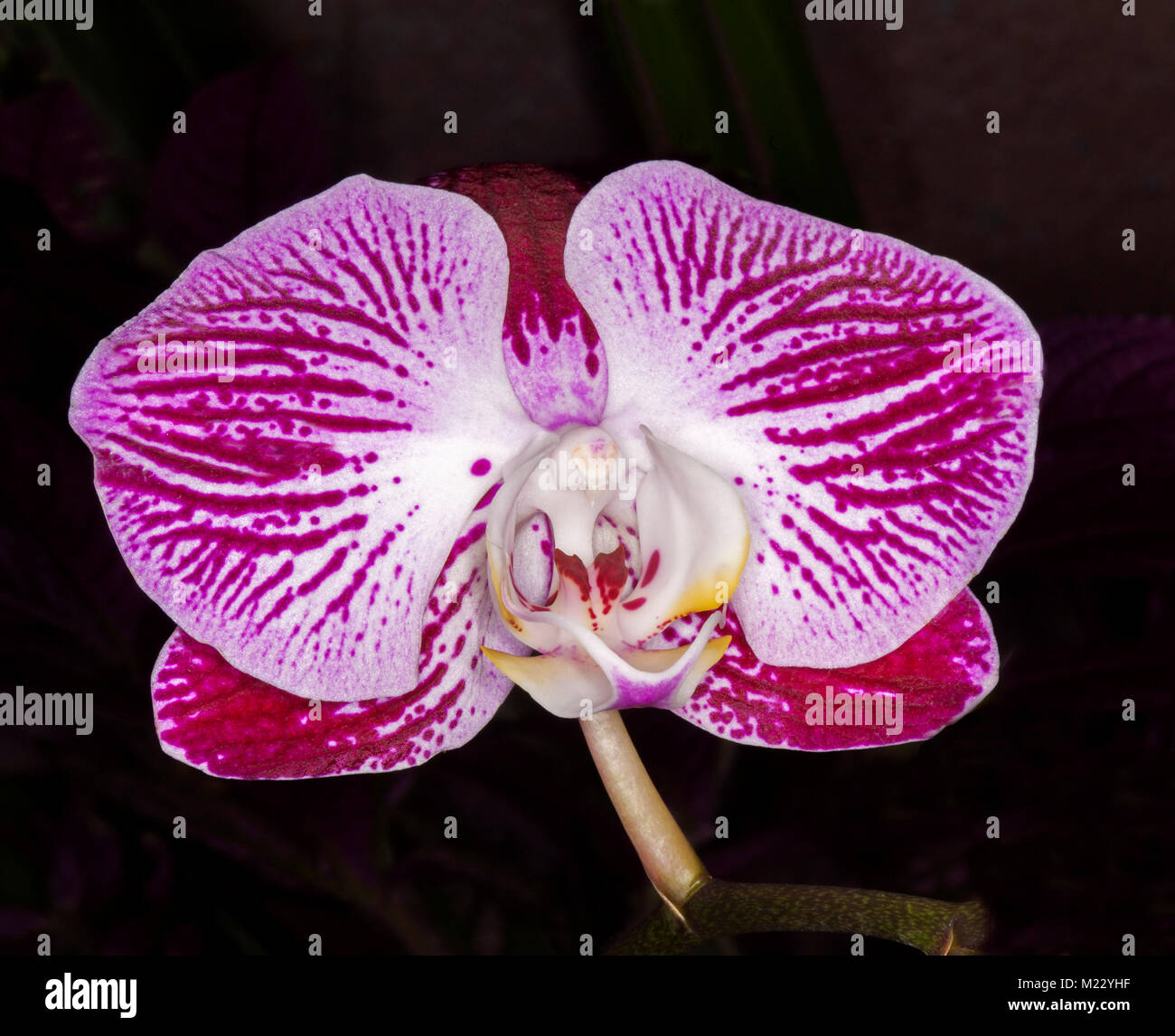 Spectacular vivid purple / magenta and white striped flower of Phalaenopsis / moth orchid against black background Stock Photo