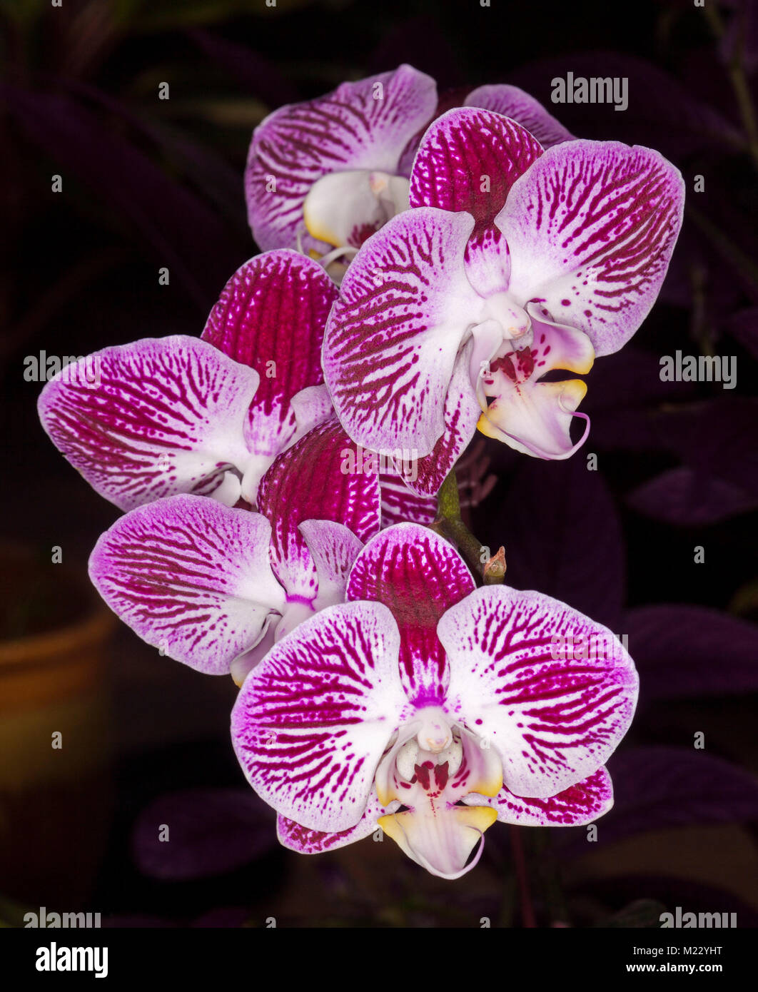 Cluster of spectacular vivid purple / magenta and white striped flowers of Phalaenopsis / moth orchid against dark background Stock Photo