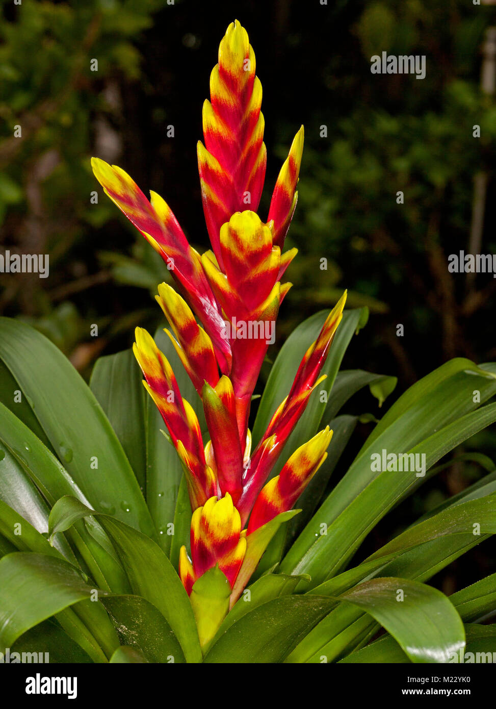 Vivid red and yellow flower bracts and green leaves of Vriesea, a bromeliad against dark background Stock Photo