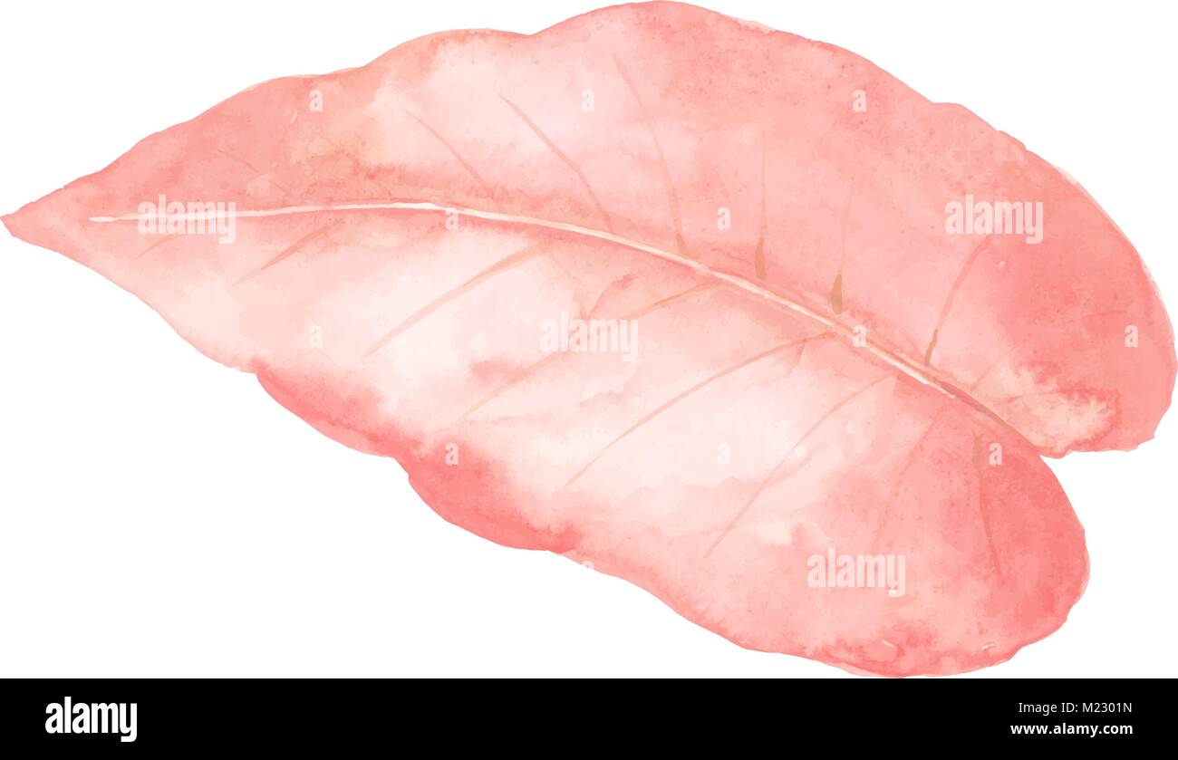 The isolated pastel pink leaf on white background Stock Vector