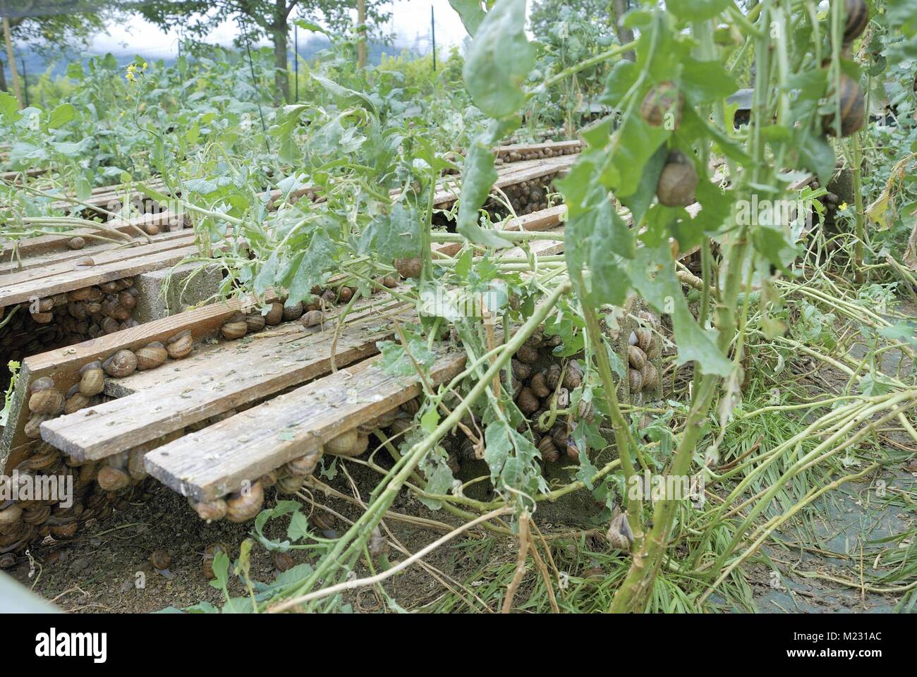 snail farming Stock Photo Alamy