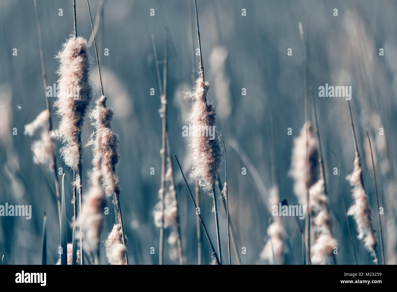 reeds at the pond in summer season background, tranquil scene Stock ...
