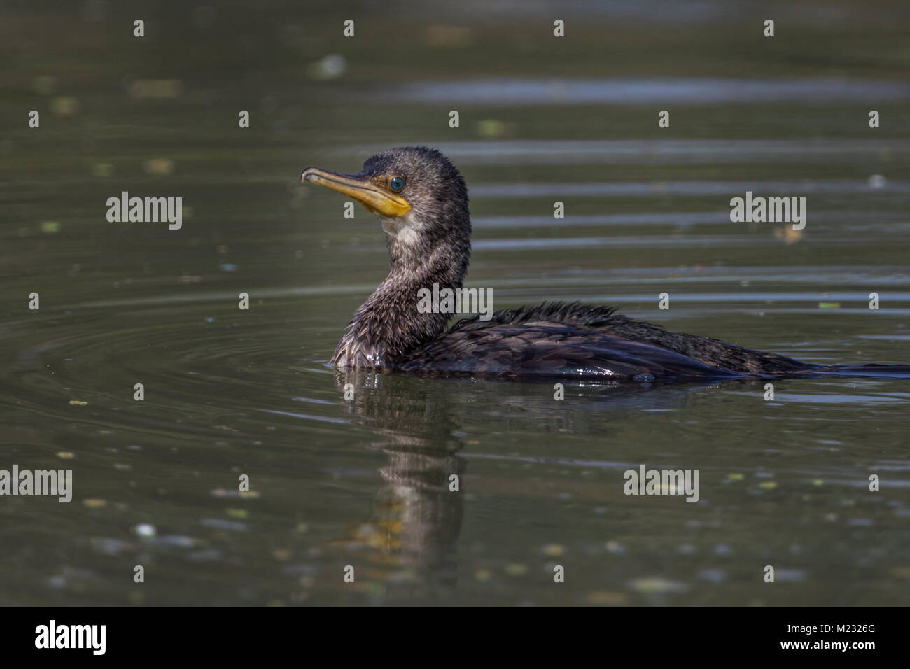 The great cormorant (Phalacrocorax carbo) landing in water at Bharatpur Bird Sanctuary in Rajasthan, India. Stock Photo