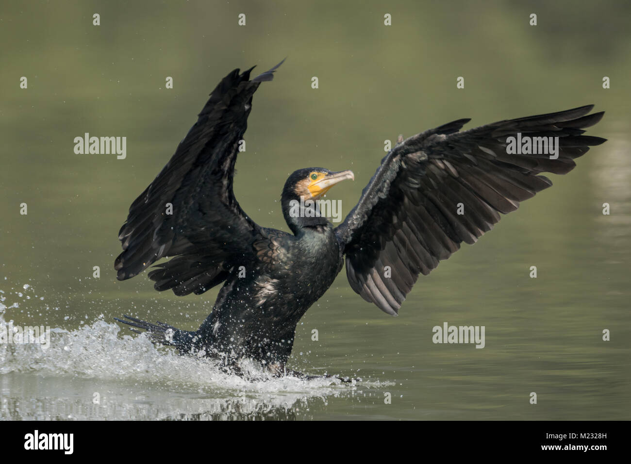 The great cormorant (Phalacrocorax carbo) landing in water at Bharatpur Bird Sanctuary in Rajasthan, India. Stock Photo