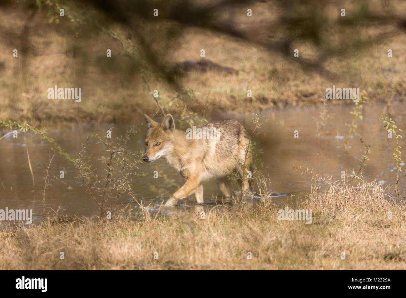 The golden jackal (Canis aureus) walking in water at Bharatpur Bird Sanctuary in Rajasthan, India Stock Photo