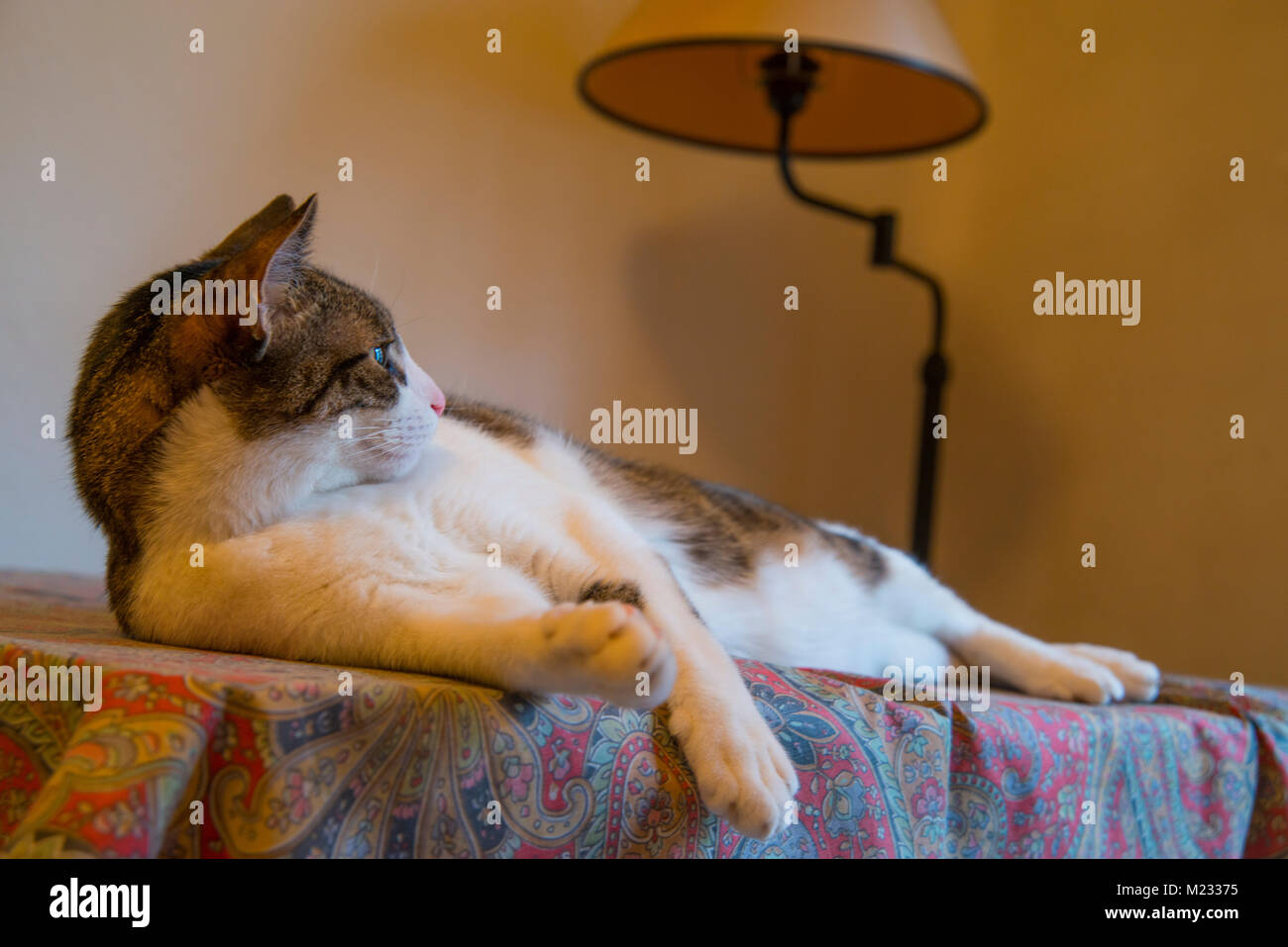 Tabby and white cat lying. Stock Photo