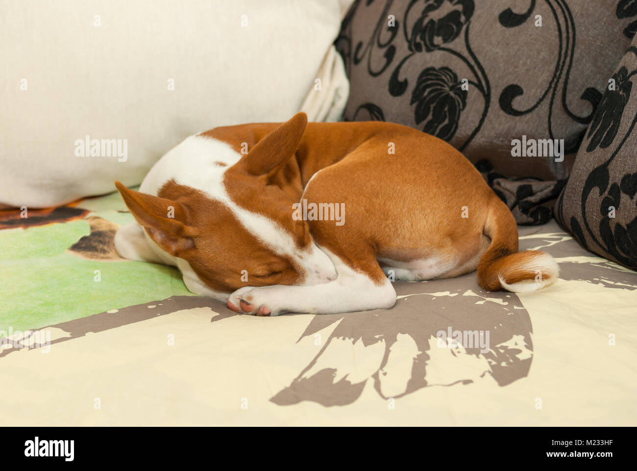 Little Basenji puppy sweet sleeping on a sofa in favorite pose Stock ...