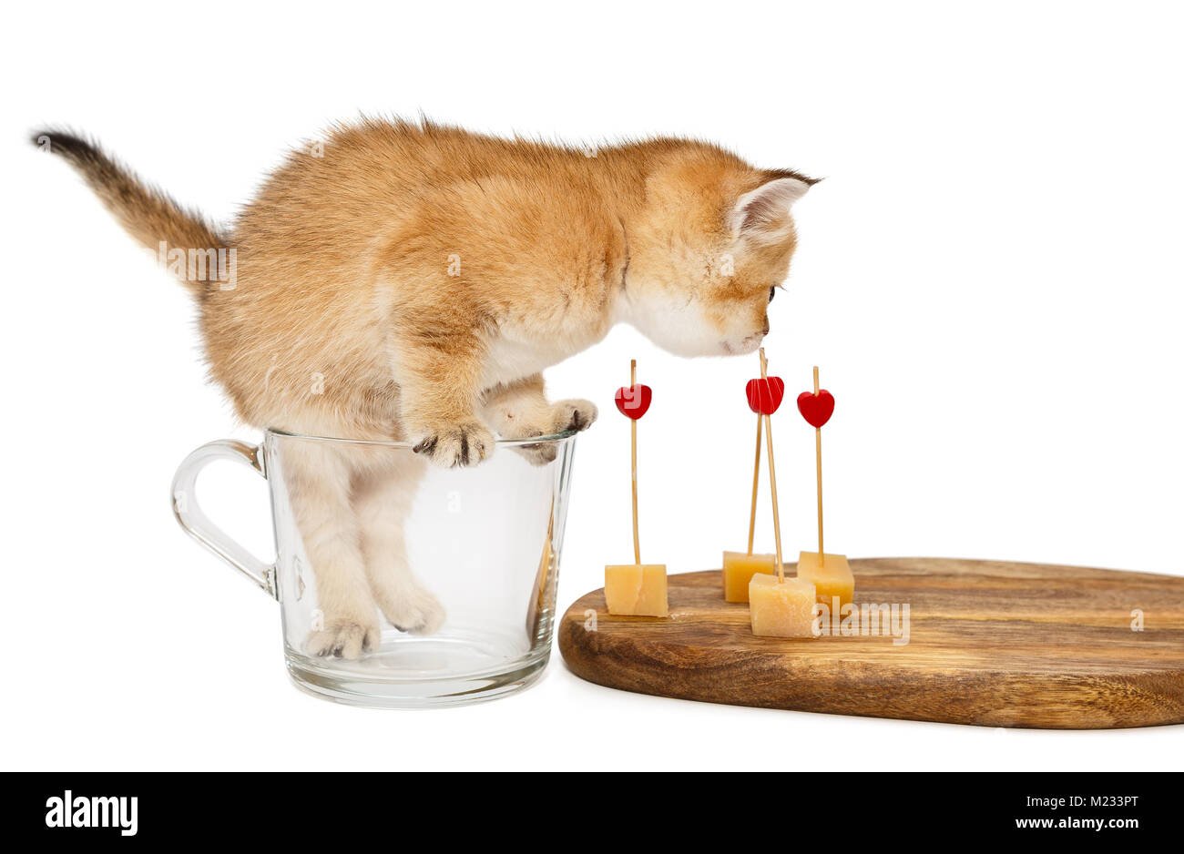 Little Kitty In A Cup And Slices Of Cheese On The Kitchen Board
