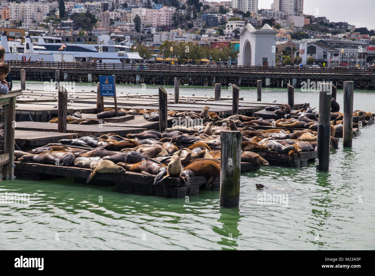 Sea Lions Pier 39 in San Francisco Stock Photo
