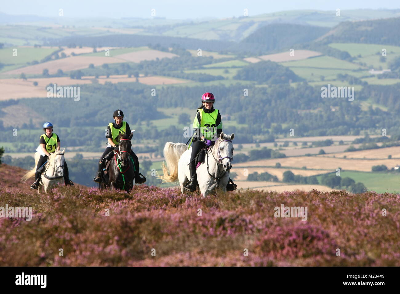 Endurance Horses in the british countryside Stock Photo - Alamy