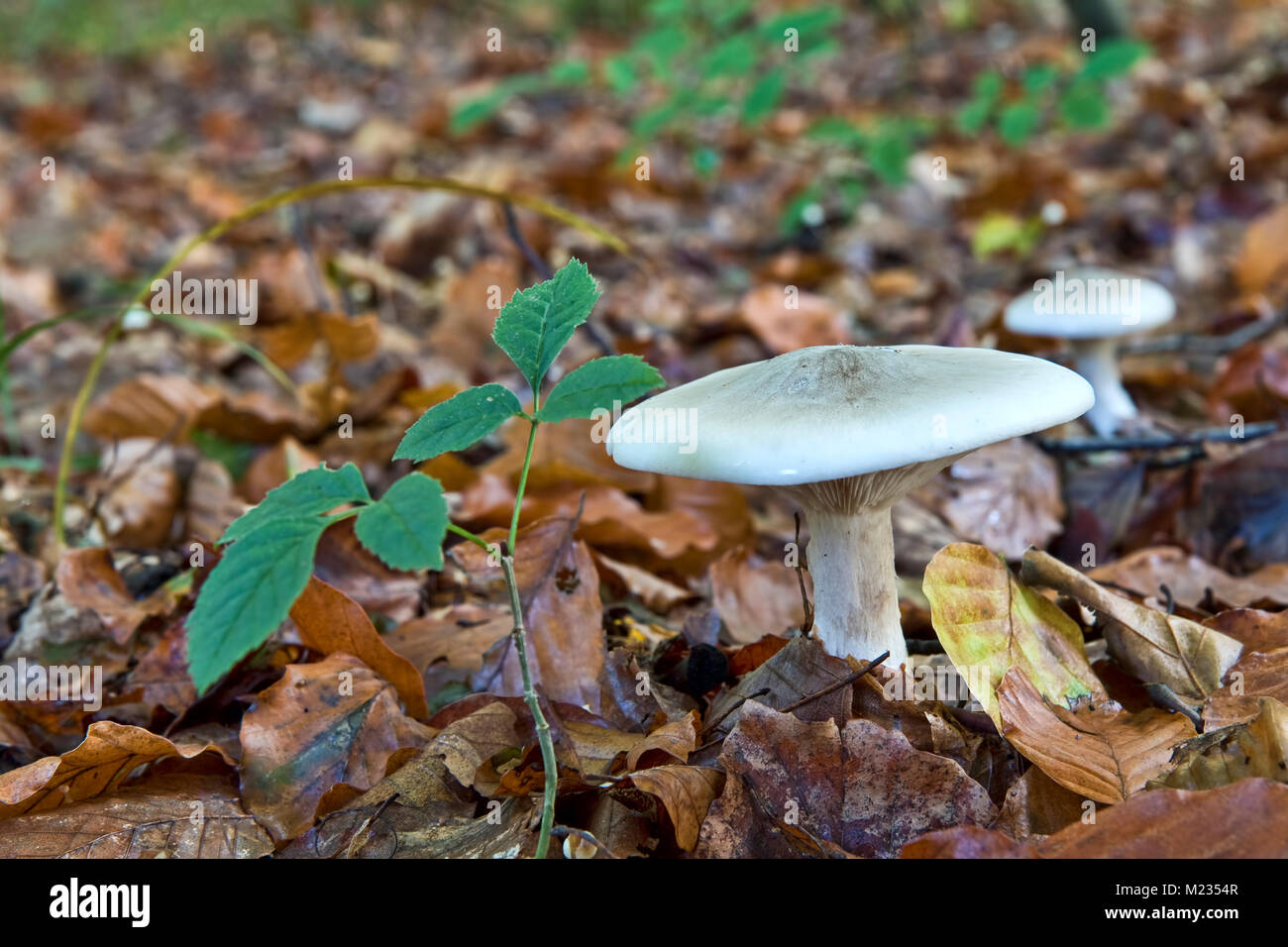 Closeup of fungus on the forest floor Stock Photo - Alamy