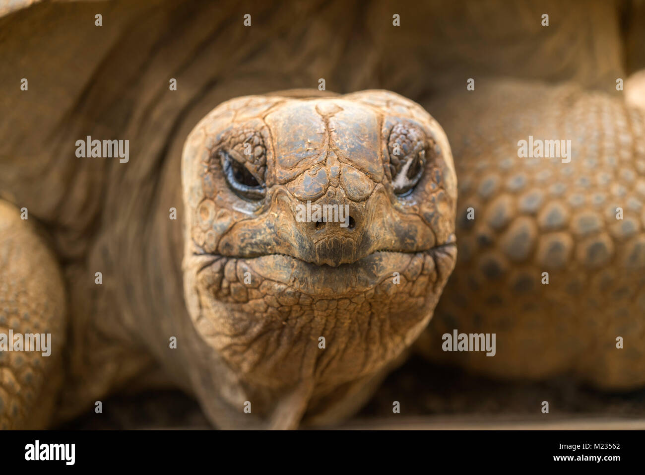 Schildkroete hi-res stock photography and images - Alamy