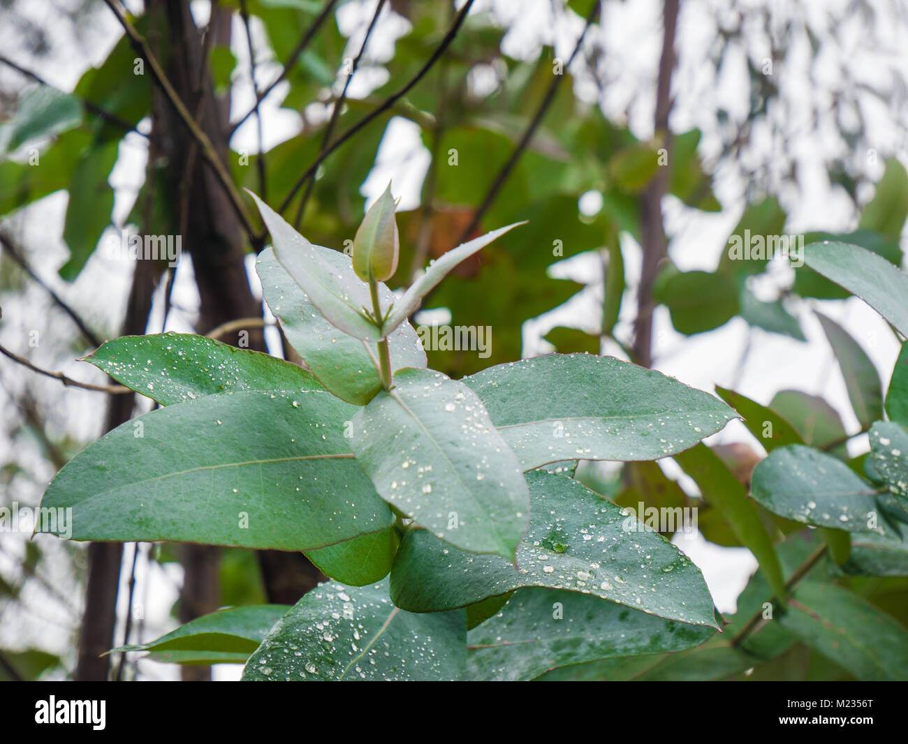 Eucalyptus tree forest ooty tamil hires stock photography and images